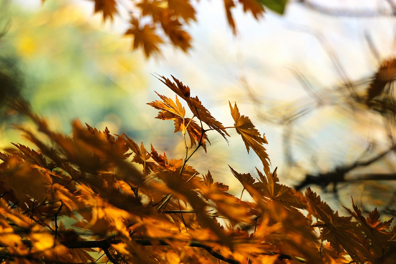 Comment bien préparer l’arrivée de l’automne