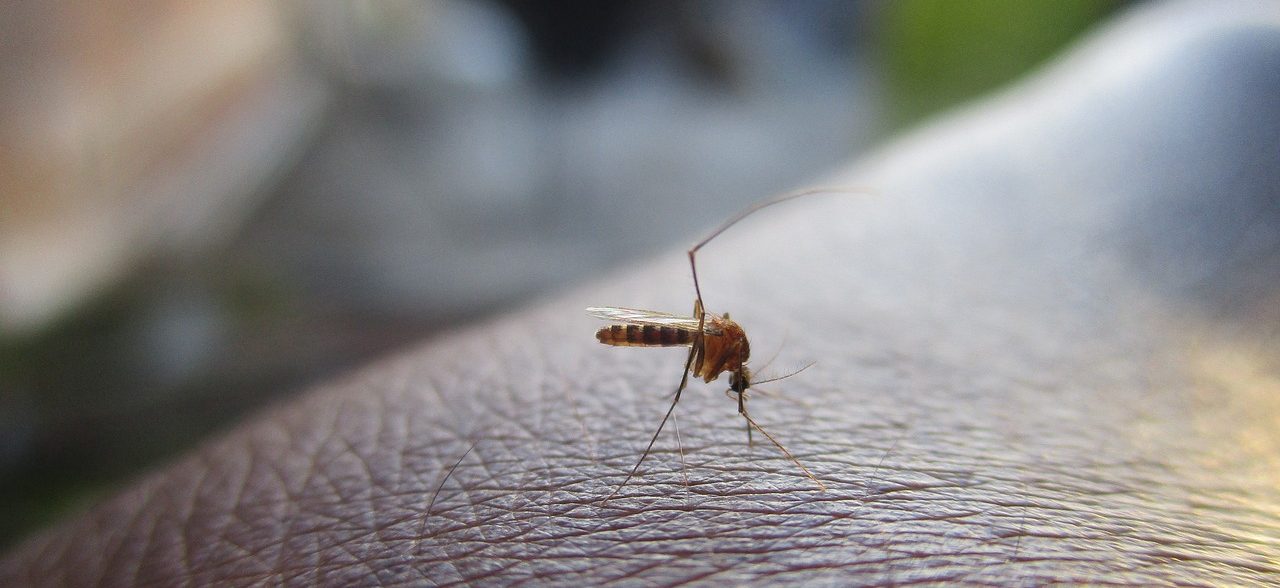 Comment les moustiques nous piquent (et les conséquences